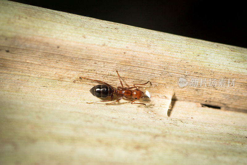 侧腹圆尾草(Camponotus lateral alis)正在喝叶子里的糖水